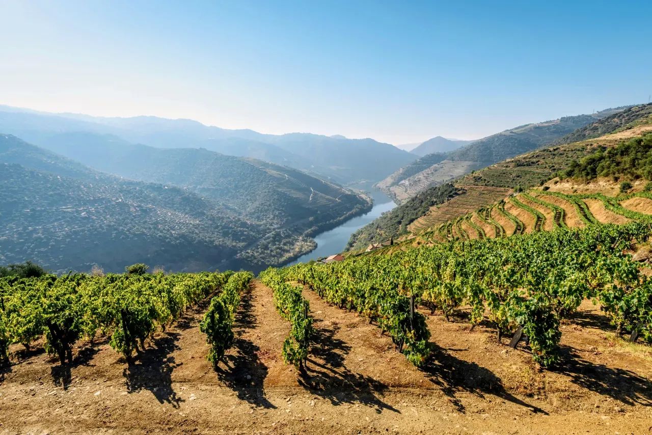 Socalcos de vinha sobre o rio Douro, vistos de uma encosta do vale