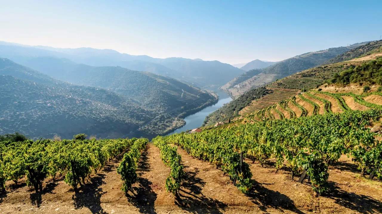 Socalcos de vinha sobre o rio Douro, vistos de uma encosta do vale