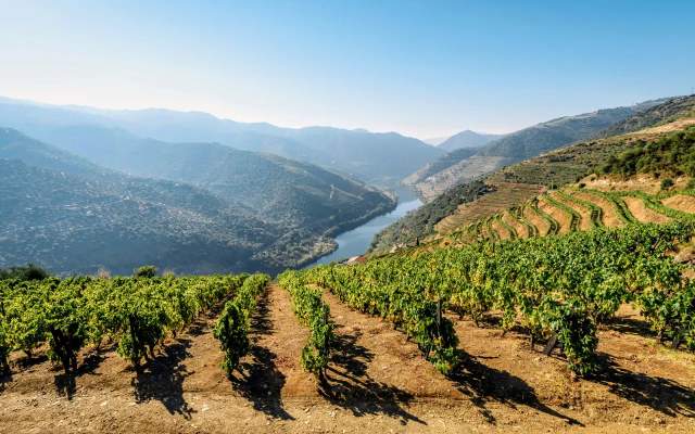 Socalcos de vinha sobre o rio Douro, vistos de uma encosta do vale